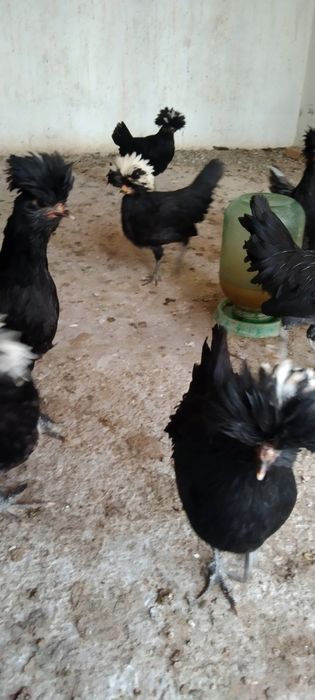 Продаются цыплята