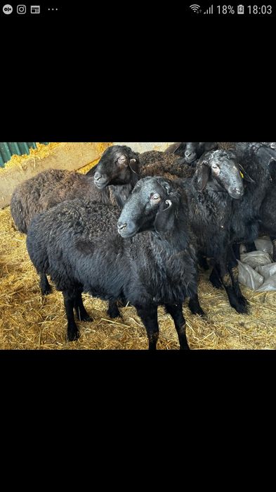 Семыз бордақы қошқарлар сатылады