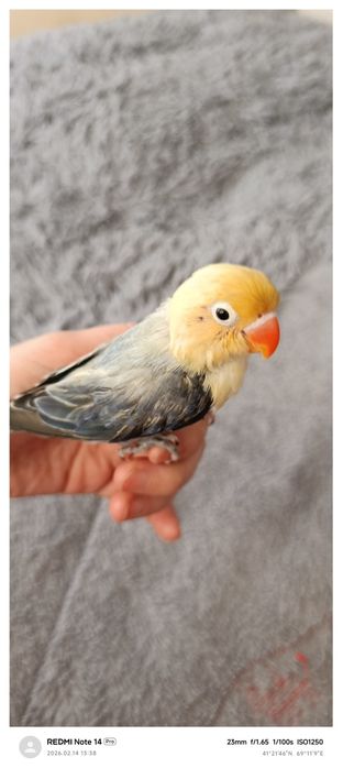 Popugay nerazluchka ruchnoy