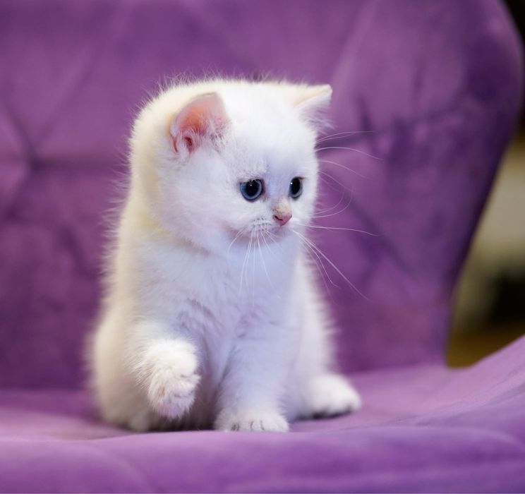 British Shorthair / Exemplar breeding&show