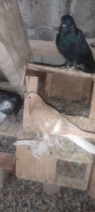 Голуби в продаже имеются