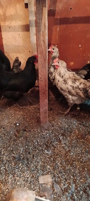 Яица инкубационные