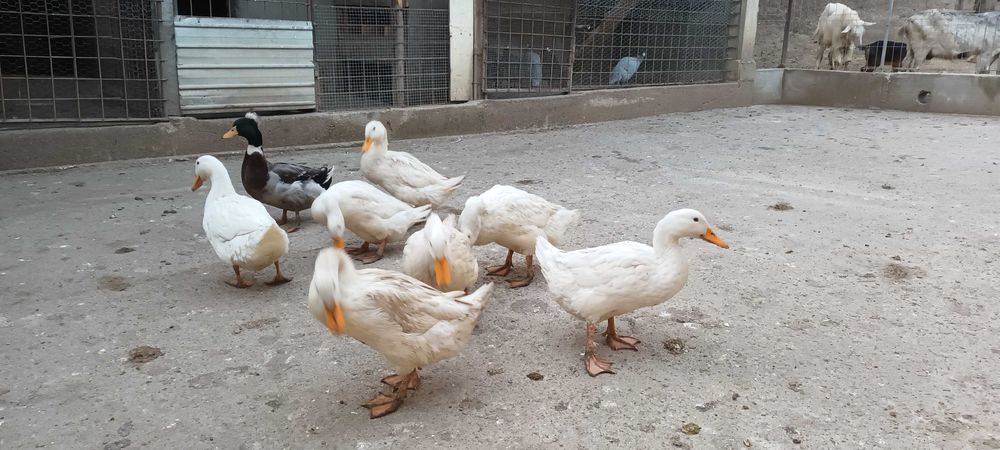 Vand rate romanesti tinere.