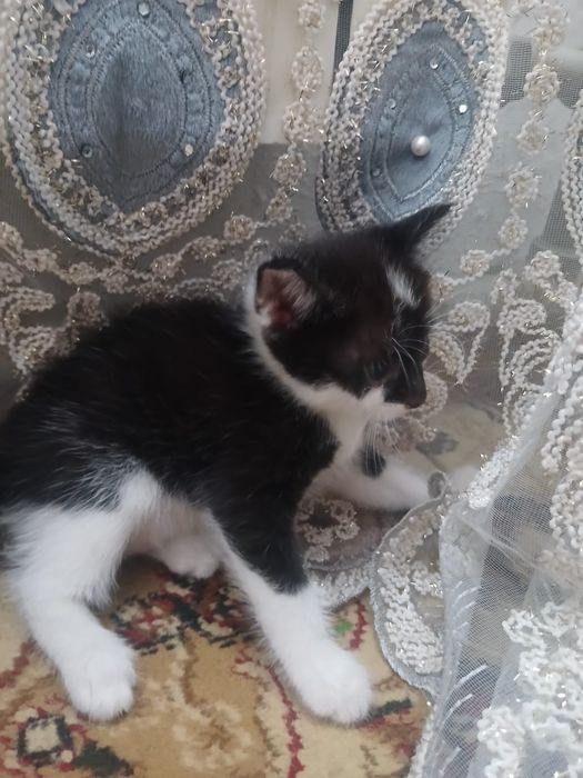 Отдам котят в хорошие руки