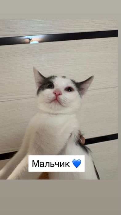 Отдам котят в добрые руки