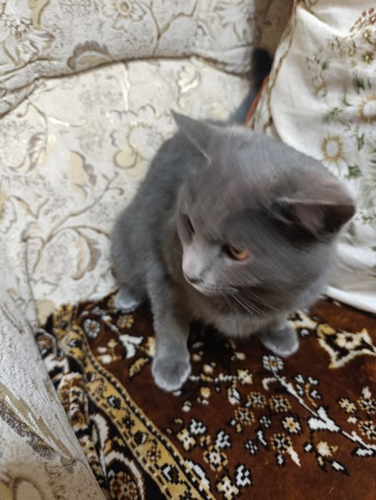 Продается породистая кошка