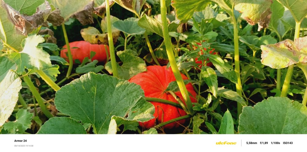 Продам тыкву с огорода