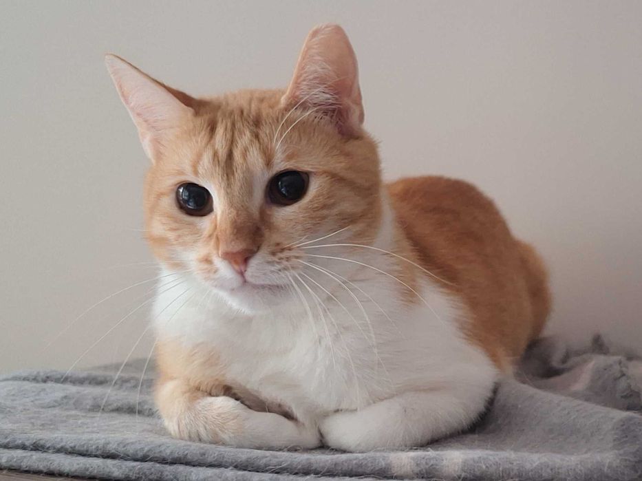 Подарявам котета