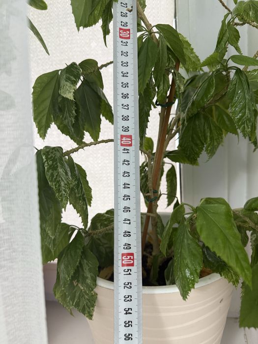 Комнатные цветы