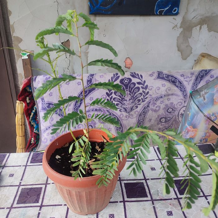 Комнатные цветы растения