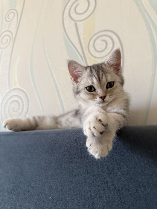 Кошка шотланская прямоухая