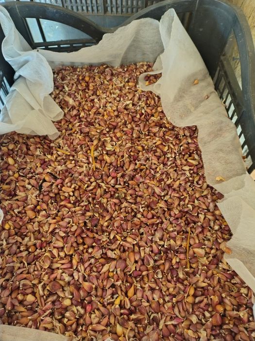 Sămânță de usturoi Air SOFIEVSKY
Semințele de usturo