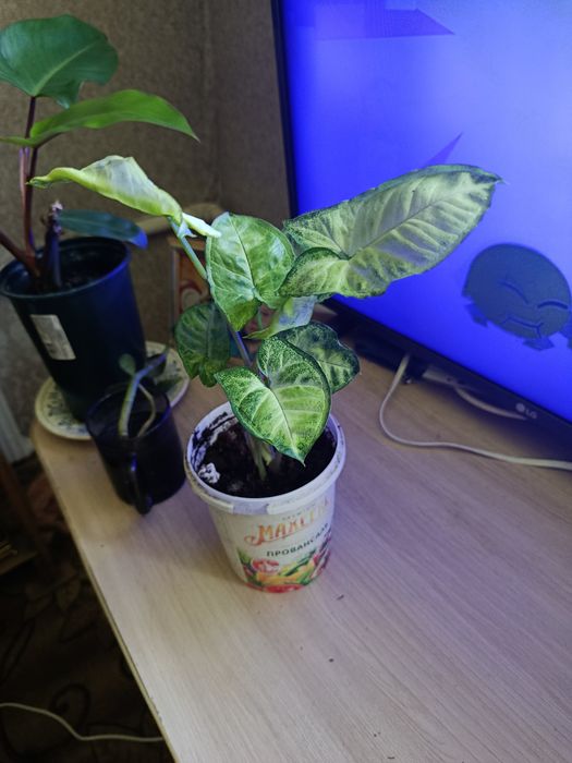 Продам Сингониум