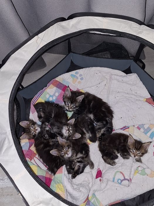 Мейн кун оригниал