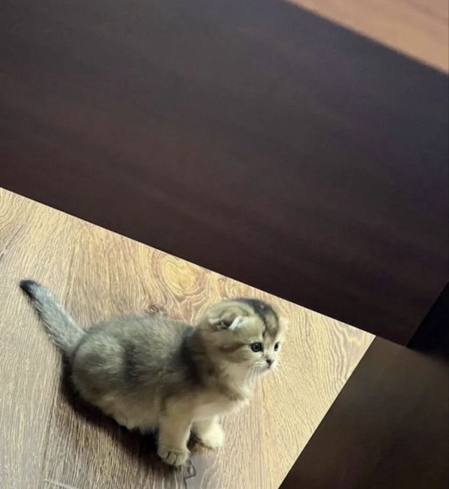 Золотая шиншилла котенок