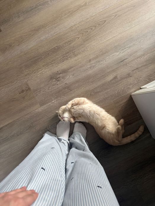 Кот вислоухий, 1 год