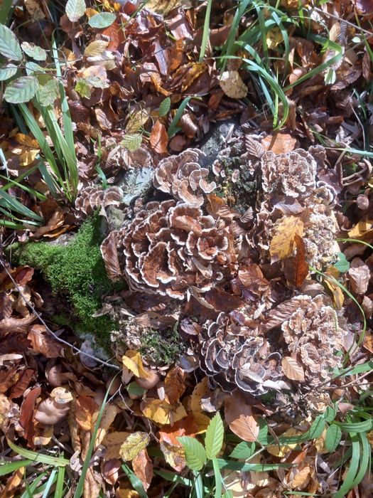 Ciuperci medicinale coada curcanului