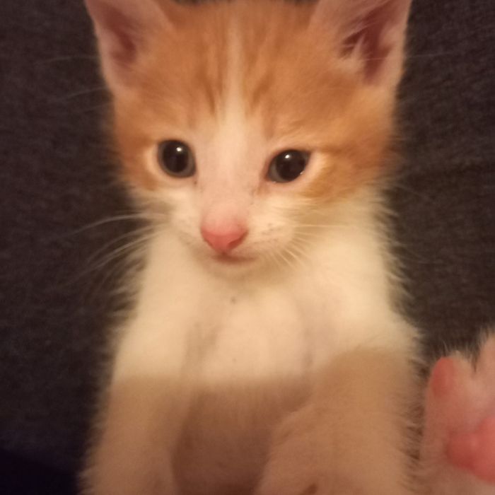 Котёнок мальчик один месяц