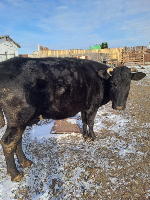 Продам корову на согым