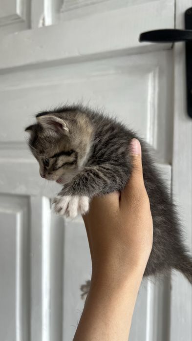 Одтам котят в добрые руки