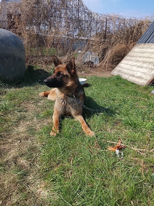 Немецкая овчарка