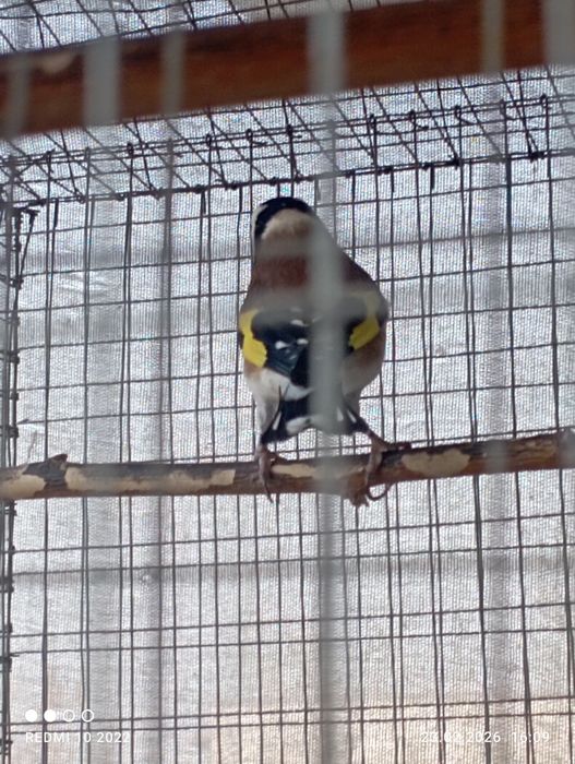 Кокил савала бор.