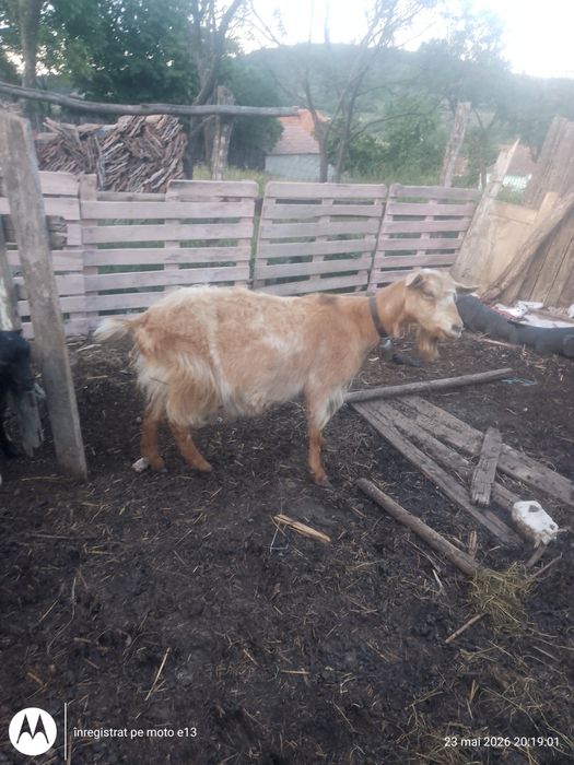 Vând capra cu ied