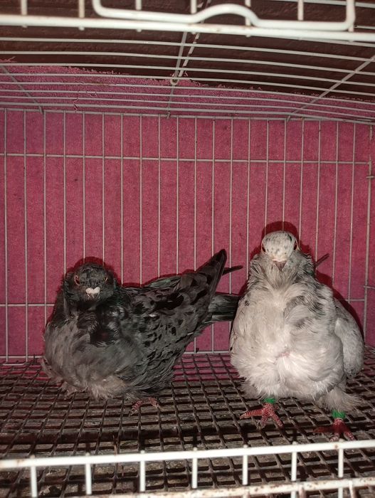 На  продажу чяйки.