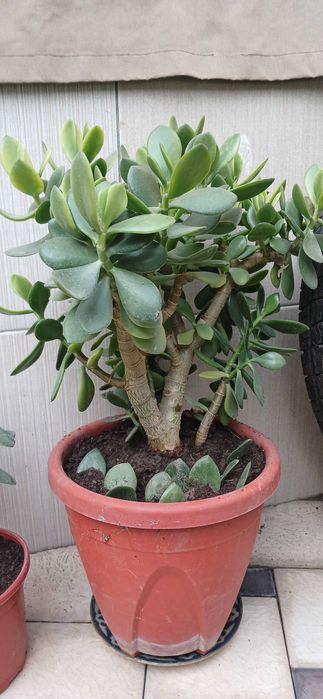 Продаются комнатные цветы алое и другие