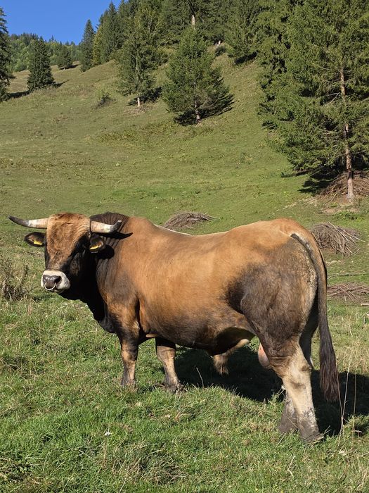 Vând taur Aubrac pentru montă