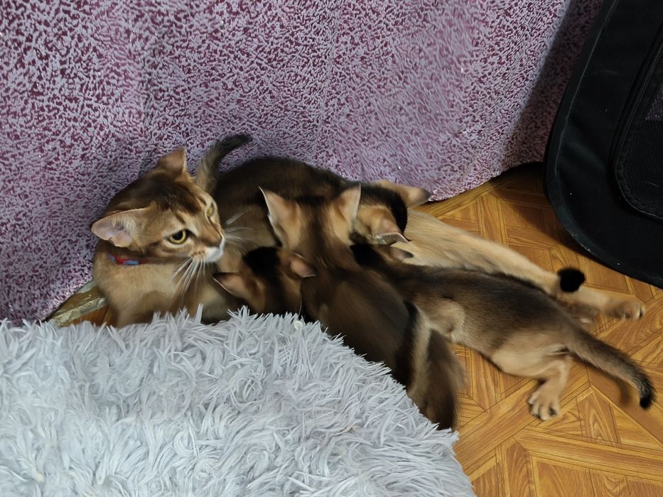 Обесинцы  котята