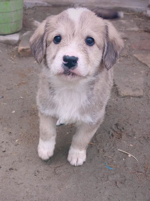 Собачка продаётся