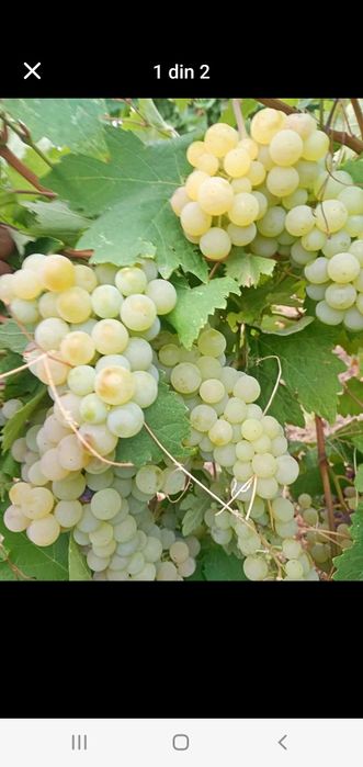 Vând struguri de vin