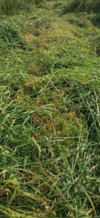 Сиырға жылқыға шөп сатамыз