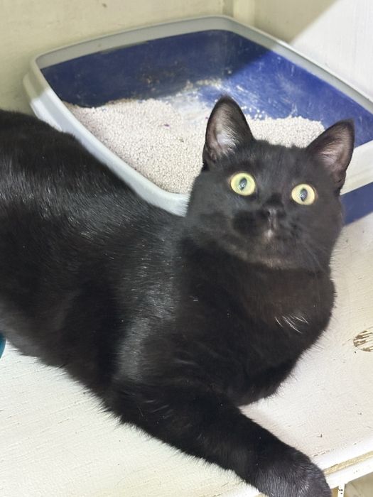 Кошка Фурия ищет дом