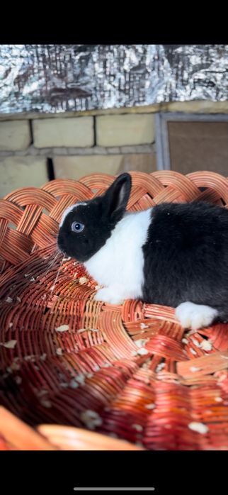 Karlik quyon bolalari