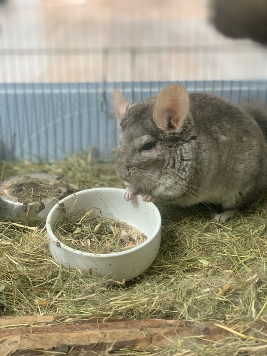 Chinchila de vanzare