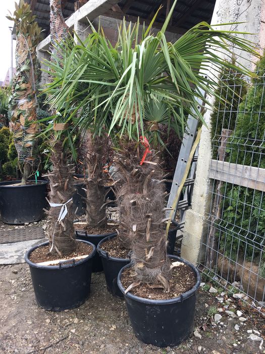 Catalpa / Pon Pon / Palmier Cycas