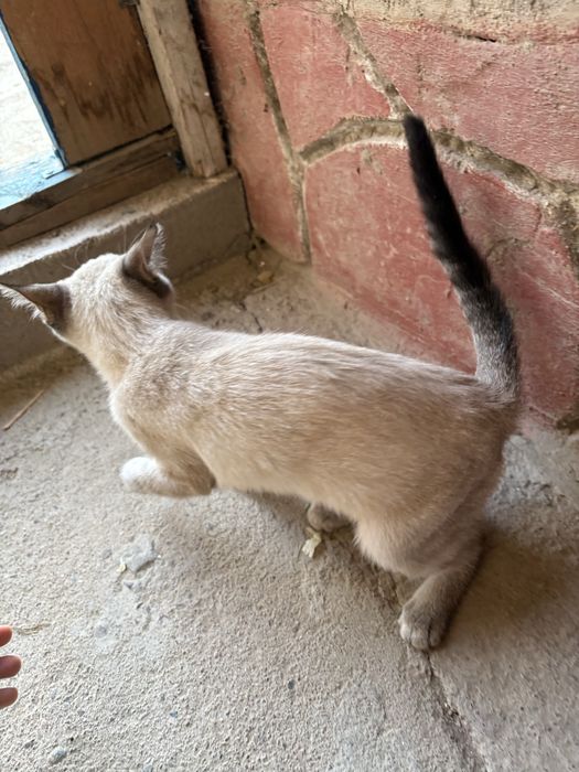 Продам Сиамский кот
