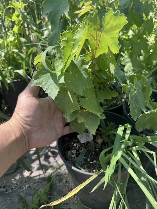 Аватар  виноград.