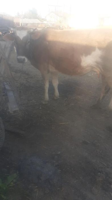 Vacă de vânzare.