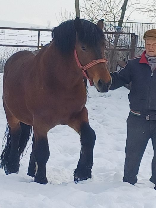 Armăsar de vânzare