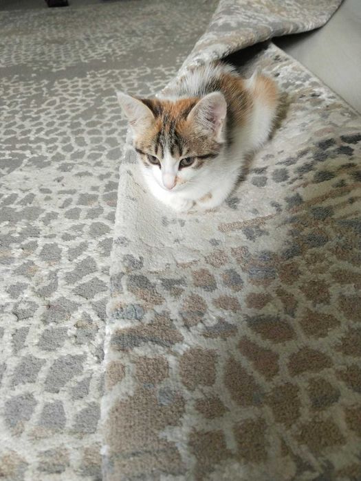 Отдам котенка девочку. Привезу по адресу
