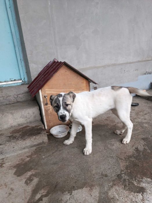 Turkman zotli olaboy