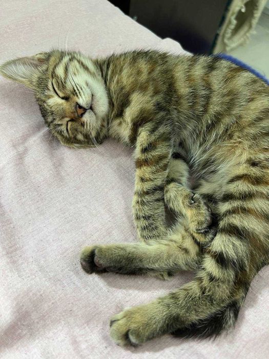 Бенгальский котенок