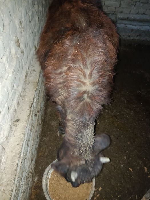 Бордақыланған өгізшелер бар