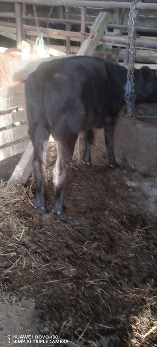 De vanzare doua vitele