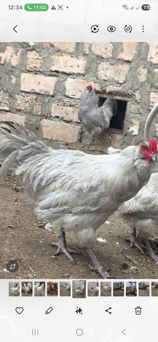 Петухи на продажу