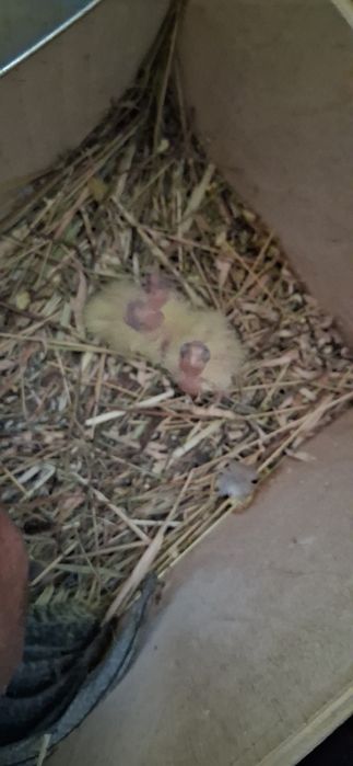 Se vinde Pereche de ninfe