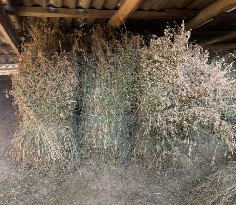 Beda xashak Sotiladi srochna